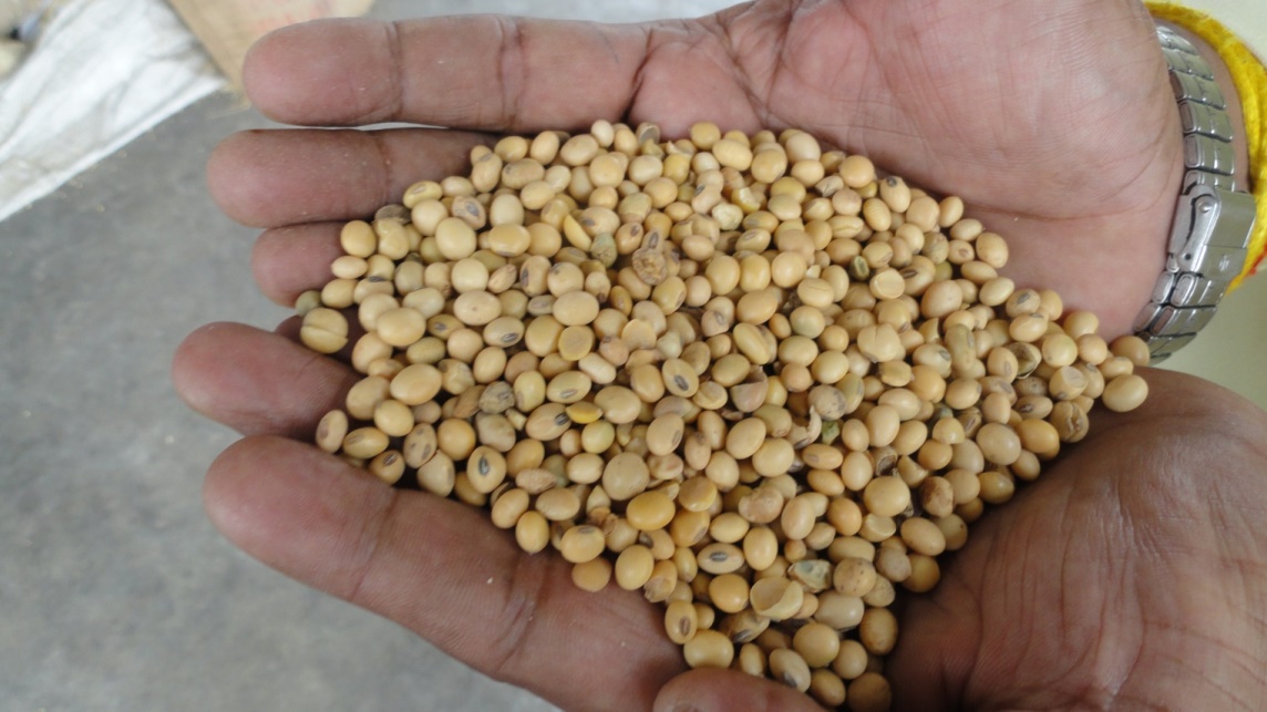 rawsoybean.jpg